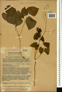 Epimedium pubigerum (DC.) Morren & Decne., Caucasus, Georgia (K4) (Georgia)