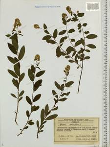 Spiraea salicifolia L., Siberia, Central Siberia (S3) (Russia)