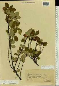 Cotoneaster integerrimus Medik., Eastern Europe, Northern region (E1) (Russia)