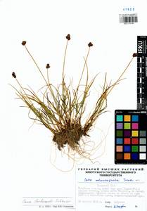 Carex lachenalii Schkuhr , nom. cons., Siberia, Baikal & Transbaikal region (S4) (Russia)