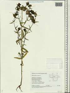 Rhinanthus minor L., Eastern Europe, Central region (E4) (Russia)