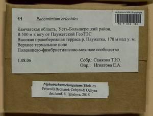 Niphotrichum elongatum (Ehrh. ex Frisvoll) Bedn.-Ochyra & Ochyra, Bryophytes, Bryophytes - Chukotka & Kamchatka (B21) (Russia)