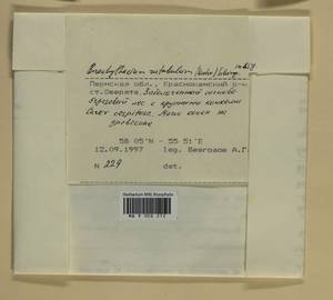Brachythecium rutabulum (Hedw.) Schimp., Bryophytes, Bryophytes - Permsky Krai, Udmurt Republic, Sverdlovsk & Kirov Oblasts (B8) (Russia)