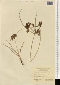 Cyperus rotundus L., South Asia, South Asia (Asia outside ex-Soviet states and Mongolia) (ASIA) (Iran)