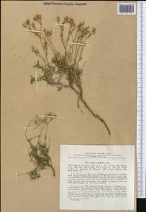Eremogone griffithii (Boiss.) Ikonn., Middle Asia, Pamir & Pamiro-Alai (M2) (Uzbekistan)