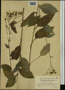 Hieracium jurassicum subsp. hegetschweileri (Zahn) Greuter, Western Europe (EUR) (Switzerland)