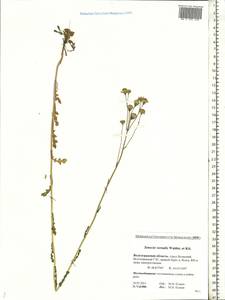 Senecio vernalis Waldst. & Kit., Eastern Europe, Lower Volga region (E9) (Russia)