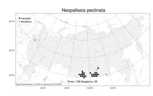 Neopallasia pectinata (Pall.) Poljakov, Atlas of the Russian Flora (FLORUS) (Russia)