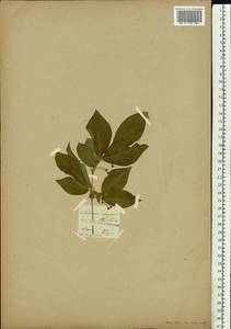 Lonicera chrysantha Turcz., Siberia, Baikal & Transbaikal region (S4) (Russia)