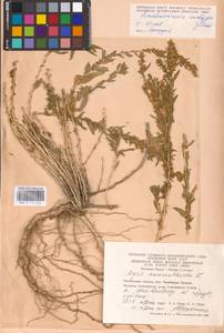 Krascheninnikovia ceratoides (L.) Gueldenst., Eastern Europe, Eastern region (E10) (Russia)