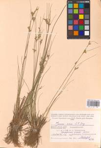 Juncus tenuis Willd., Eastern Europe, Western region (E3) (Russia)