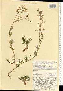 Potentilla virgata Lehm., Mongolia (MONG) (Mongolia)