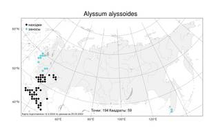 Alyssum alyssoides (L.) L., Atlas of the Russian Flora (FLORUS) (Russia)