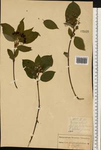 Cornus sericea L., Eastern Europe, Central forest region (E5) (Russia)