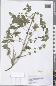 Codonopsis, Middle Asia, Northern & Central Tian Shan (M4) (Kyrgyzstan)