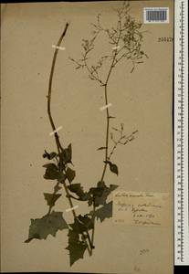 Mycelis muralis (L.) Dumort., Eastern Europe, Moscow region (E4a) (Russia)