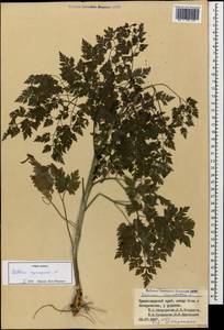 Aethusa cynapium L., Caucasus, Black Sea Shore (from Novorossiysk to Adler) (K3) (Russia)