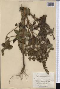 Mesosphaerum suaveolens (L.) Kuntze, America (AMER) (Cuba)