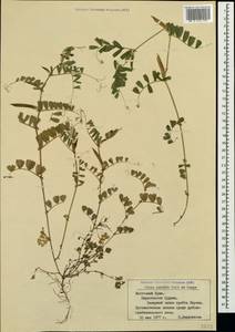 Vicia sativa subsp. cordata (Hoppe)Asch. & Graebn., Crimea (KRYM) (Russia)