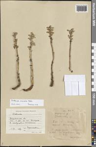 Orobanche cumana Wallr., Eastern Europe, Lower Volga region (E9) (Russia)