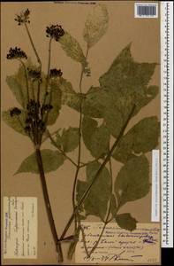 Xanthogalum purpurascens Avé-Lall., Caucasus, Krasnodar Krai & Adygea (K1a) (Russia)