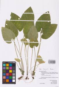 Viola ×interjecta Borbás, Eastern Europe, Central region (E4) (Russia)