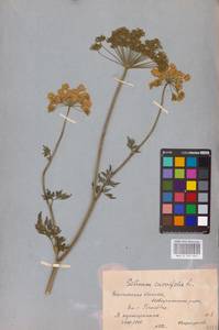 Selinum carvifolia (L.) L., Eastern Europe, Central forest-and-steppe region (E6) (Russia)