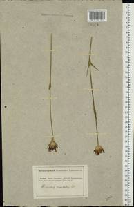 Dianthus capitatus subsp. andrzejowskianus Zapal., Eastern Europe, Lower Volga region (E9) (Russia)