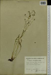 Crepidiastrum tenuifolium (Willd.) Sennikov, Siberia, Yakutia (S5) (Russia)