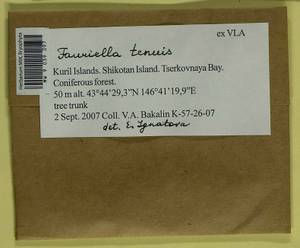 Fauriella tenuis (Mitt.) Cardot, Bryophytes, Bryophytes - Russian Far East (excl. Chukotka & Kamchatka) (B20) (Russia)