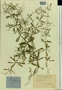 Galium uliginosum L., Eastern Europe, North-Western region (E2) (Russia)