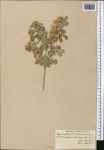 Lonicera nummulariifolia Jaub. & Spach, Middle Asia, Kopet Dag, Badkhyz, Small & Great Balkhan (M1) (Turkmenistan)