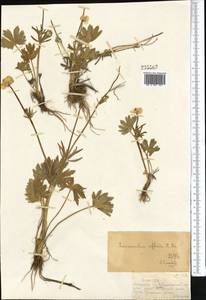 Ranunculus arcticus Richardson, Middle Asia, Dzungarian Alatau & Tarbagatai (M5) (Kazakhstan)