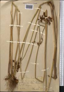 Schoenoplectus lacustris (L.) Palla, Middle Asia, Western Tian Shan & Karatau (M3) (Uzbekistan)