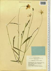 Campanula stevenii subsp. altaica (Ledeb.) Fed., Siberia, Western Siberia (S1) (Russia)