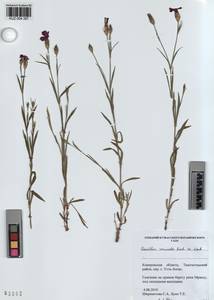 KUZ 004 397, Dianthus chinensis, Siberia, Altai & Sayany Mountains (S2) (Russia)
