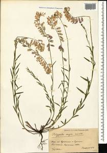 Polygala major Jacq., Caucasus, Georgia (K4) (Georgia)