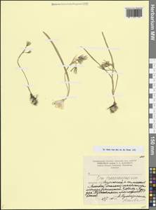 Ornithogalum transcaucasicum Miscz. ex Grossh., Caucasus, Armenia (K5) (Armenia)