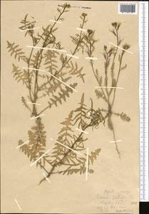 Eruca vesicaria subsp. sativa (Mill.) Thell., Middle Asia, Karakum (M6) (Turkmenistan)