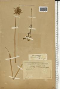 Allium oleraceum L., Eastern Europe, Middle Volga region (E8) (Russia)