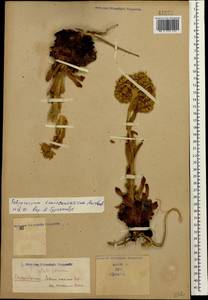 Sempervivum transcaucasicum Muirhead, Caucasus (no precise locality) (K0)