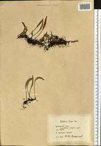 Pyrrosia petiolosa (Christ) Ching, Siberia, Russian Far East (S6) (Russia)