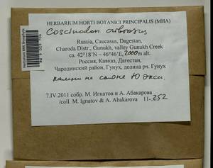 Coscinodon cribrosus (Hedw.) Spruce, Bryophytes, Bryophytes - North Caucasus & Ciscaucasia (B12) (Russia)
