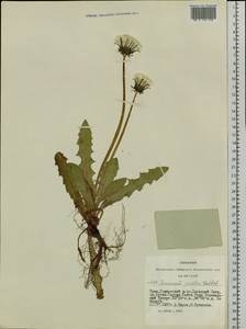 Taraxacum longicorne Dahlst., Siberia, Altai & Sayany Mountains (S2) (Russia)