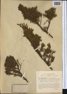Juniperus sabina L., Western Europe (EUR) (Italy)