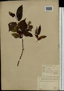 Salix pentandra L., Eastern Europe, North-Western region (E2) (Russia)
