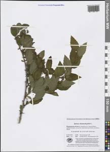 Spiraea chamaedryfolia L., Eastern Europe, Northern region (E1) (Russia)