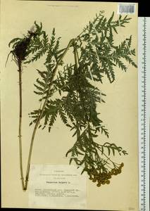 Tanacetum vulgare L., Siberia, Altai & Sayany Mountains (S2) (Russia)