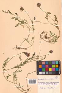 Astragalus agrestis Douglas ex G.Don, Siberia, Russian Far East (S6) (Russia)