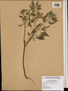 Artemisia abrotanum L., Eastern Europe, Central region (E4) (Russia)